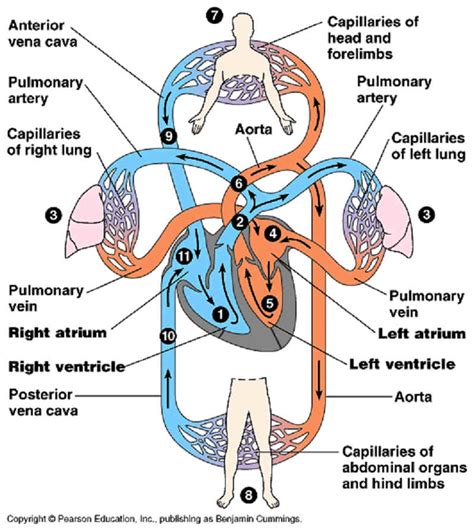 4.00 lv|4.00 Cardiovascular System .